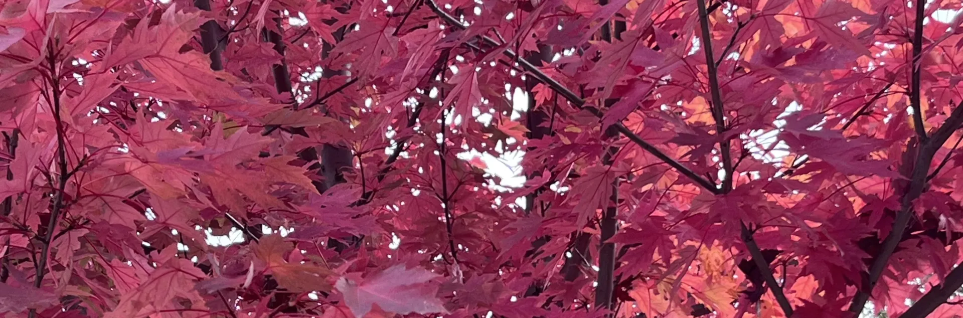 The Season of Bright Leaf Color | The Real Dirt